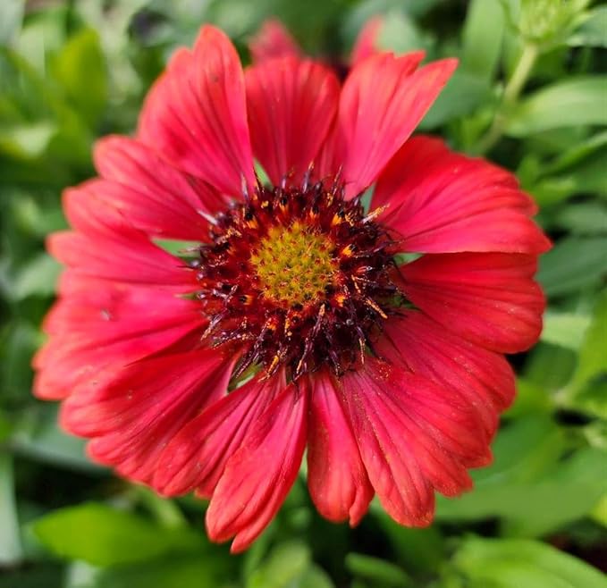Greenwood Nursery: Live Perennial Plants - 'Mesa Red' + Gaillardia x Grandiflora - [Qty: 1x Pint Pot] - (Click for Other Available Plants/Quantities)