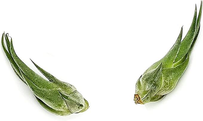 ragnaroc Air Plants - Tillandsia Seleriana, Large 4-6" - 2ct - Live Arrival Guaranteed - House Plants for Home Decor & Gift