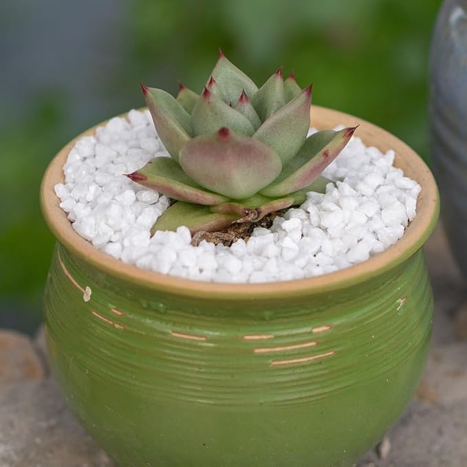 HappyFiller Succulent Cactus Soil Cover Gravels,Indoor Plants Decorative Small Rock,2-5mm Natural White Stones for Aquarium Fish Tank,Grow Media Cultivation Hydroponic Pebbles,1.1 LB