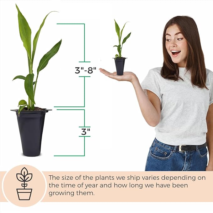 Boesenbergia Chinese Keys (4 Pack) Finger Root/Krachai Ginger Edible Plant Live for Planting| Easy to Grow Plants | Grow Your own Food on Your Edible Organic Garden| Live Ginger for Sale |