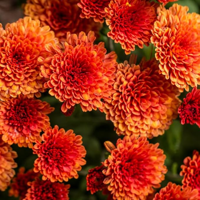 Pack 3 Orange Chrysanthemum Plants, Mums Plants Live, 3 to 6 Inch Tall Garden Mum Live Plant, Vibrant Fall Blooms, Hardy Chrysanthemum Flowers, No Pot