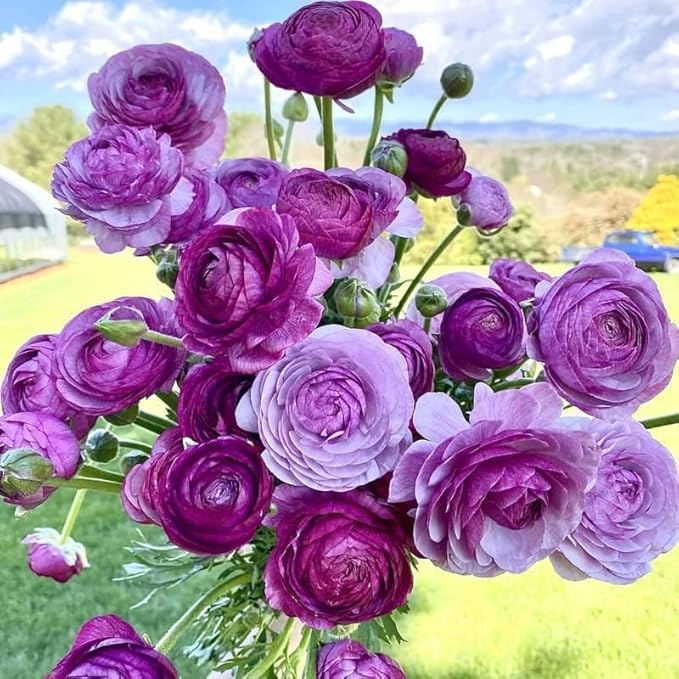 Purple Ranunculus Bulbs for Planting - Stunning Color and Long Lasting Blooms, Easy to Grow (5 Bulbs)