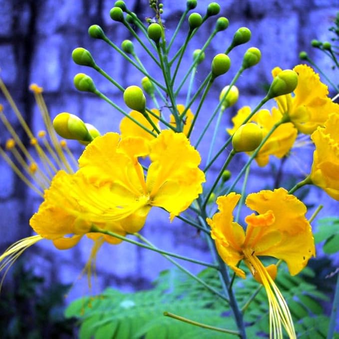 Yellow Mexican Bird of Paradise Plant Live, Pride of Barbados Dwarf Poinciana Tree in 4" Pot, 6 to 8 Inches in Tall
