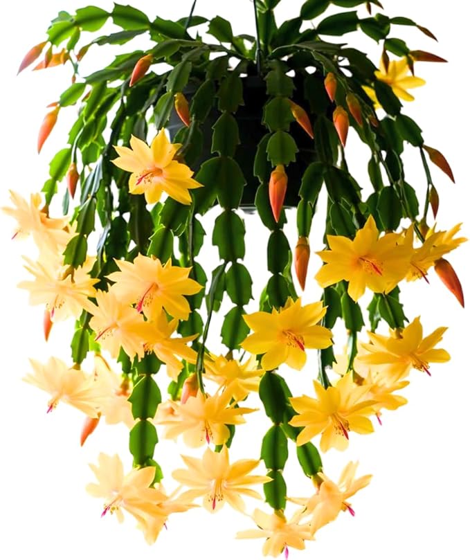2 Christmas Cactus Plants Live, Starter Holiday Thanksgiving Cactus Plant for Indoor Outdoor Houseplants, Fasle Easter Cactus Plants Like, Cold Hardy, 5-9" in Tall, No Pot (Yellow)
