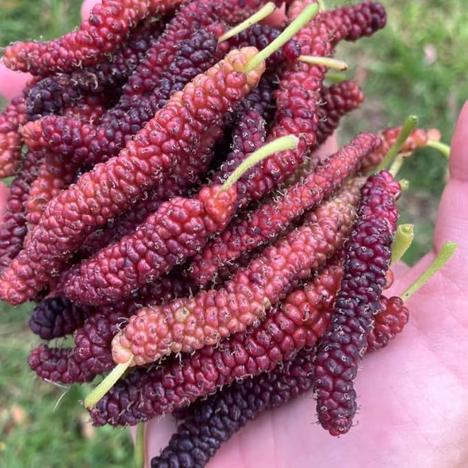 Mulberry Tree Live Plant, 5 to 8 Inch Tall, Sweet Mulberry Plant Live Seedling, No Pot, Edible Mulberries Fruit Tree Plant (Pakistan Mulberry)