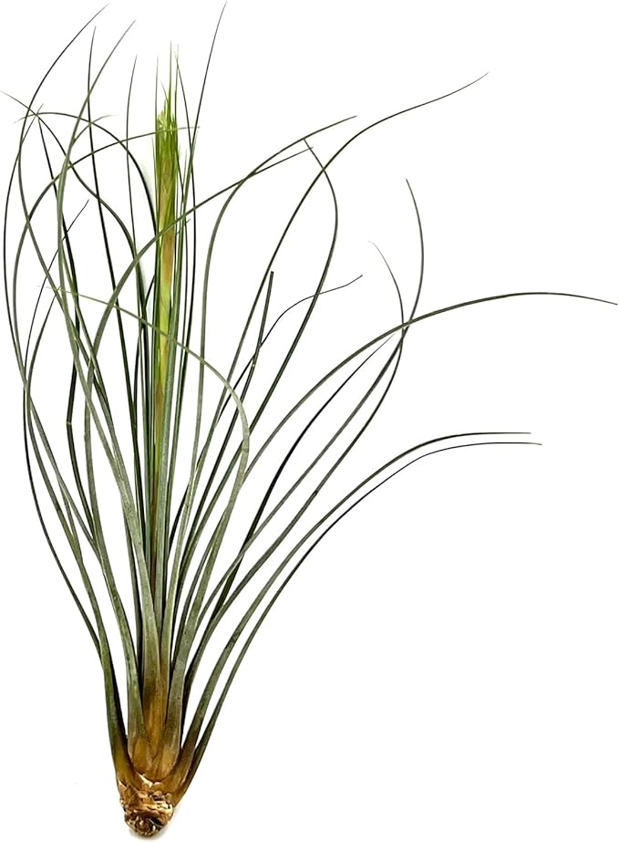 ragnaroc Air Plants - Tillandsia Juncea, Jumbo 8-12" - 3ct - Live Arrival Guaranteed - House Plants for Home Decor & Gift