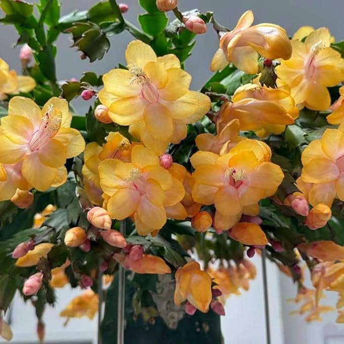 2 Yellow Christmas Cactus Plants, Thanksgiving Cactus 3-6 Inch Tall, Winter Succulents Flowers Container Hanging Basket Indoor Outdoor Planting