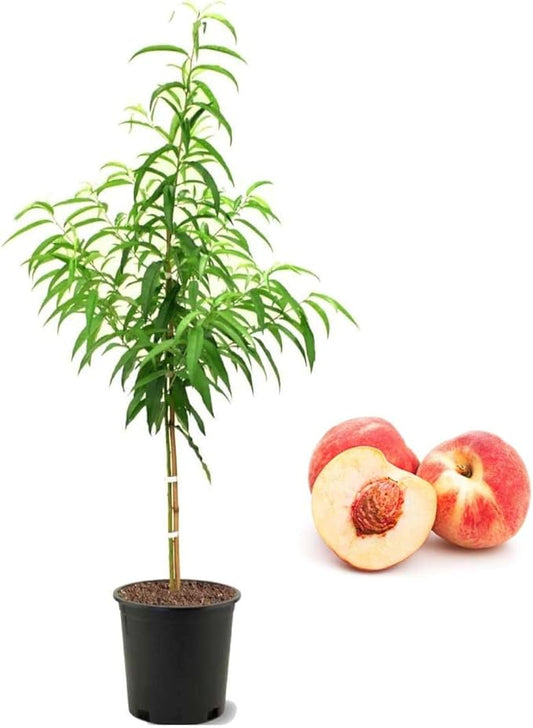 American Plant Exchange Peach Tree 'Belle of Georgia' – 5-Gallon Pot – Live Fruit-Bearing Tree, Cold-Hardy, Sweet & Juicy White Peach Harvest for Home Orchards, Gardens & Edible Landscapes