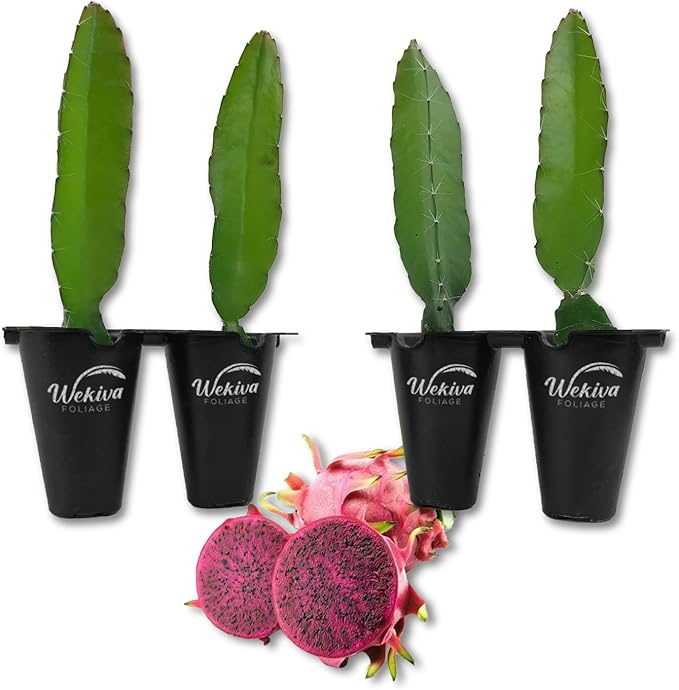 Edgar's Baby Dragon Fruit Tree - 4 Live Starter Plants - Hylocereous Undatus - Edible Tropical Fruit Plant from Florida