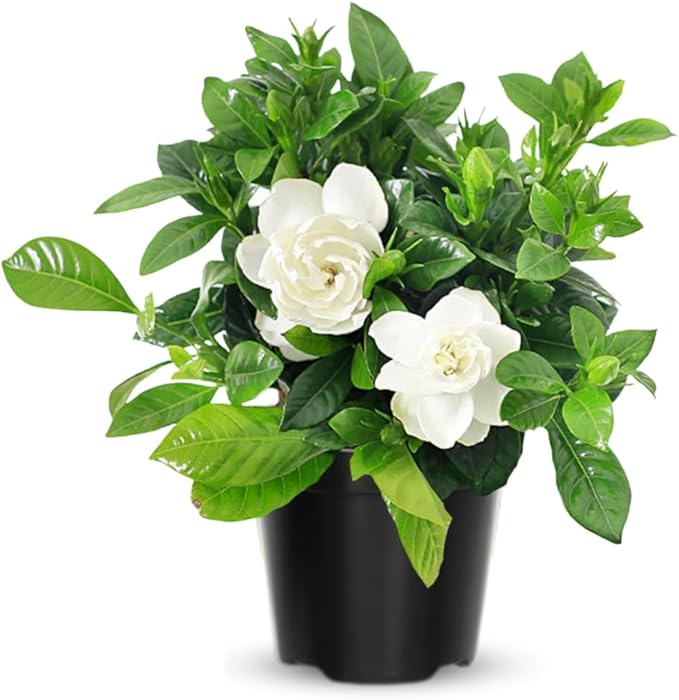 2 Jasmine Plants Live, Climbing Jasmine Flower Plant, Zone 4 to 11, 5 to 7 Inc in Height (Frost Proof Gardenia)