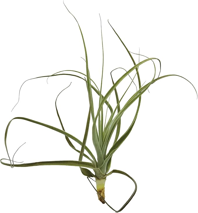 ragnaroc Air Plants - Tillandsia Straminea Jumbo 6-9" - 2ct - Live Arrival Guaranteed - House Plants for Home Decor & Gift