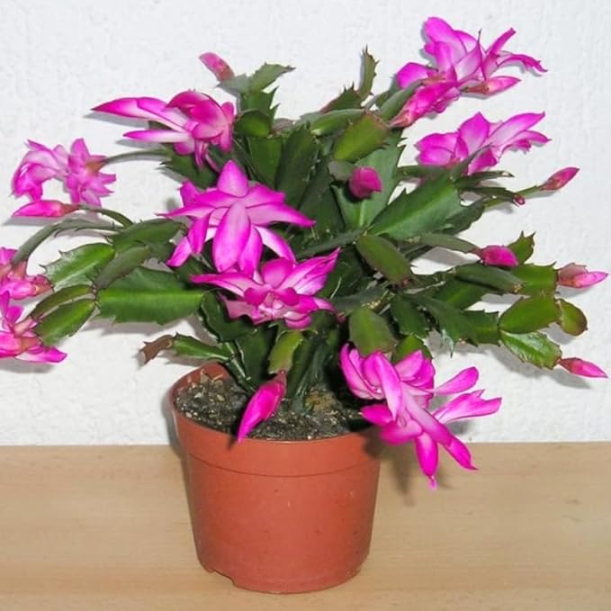 2 Christmas Cactus Plants Live, Starter Holiday Thanksgiving Cactus Plant for Indoor Outdoor Houseplants, Fasle Easter Cactus Plants Like, Cold Hardy, 5-9" in Tall, No Pot (Pink)