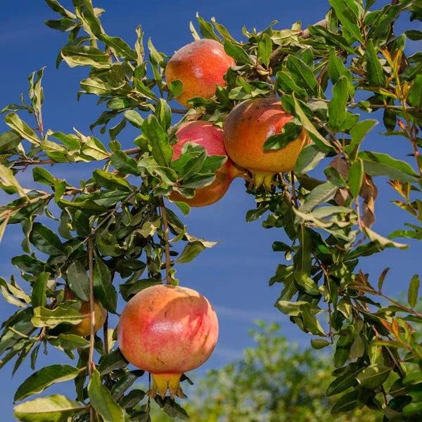 Eversweet Pomegranate Tree Live Plant – Seedless Sweet Pomegranate Plant for Home Garden, Orchard & Outdoor Growing, Hardy Fruit Trees for Sale (Liner/Starter/Potted/Single Plant)