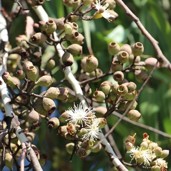 Lemon Eucalyptus (Corymbia citriodora) Live Plant - Fragrant Indoor/Outdoor Plant with Natural Insect Repellent Citronella Oil (4 eucal-Lemon sacs)