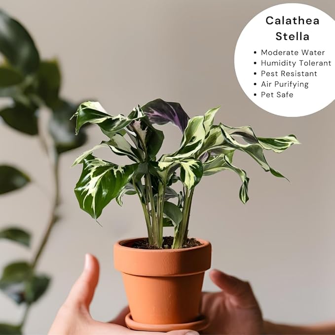 CoollectivePlants Calathea Stella – Live Calathea Plant in 6″ Grower’s Pot, Easy Low Maintenance Indoor Houseplant, Pet Friendly, Includes UniHeat Pack for Winter Protection