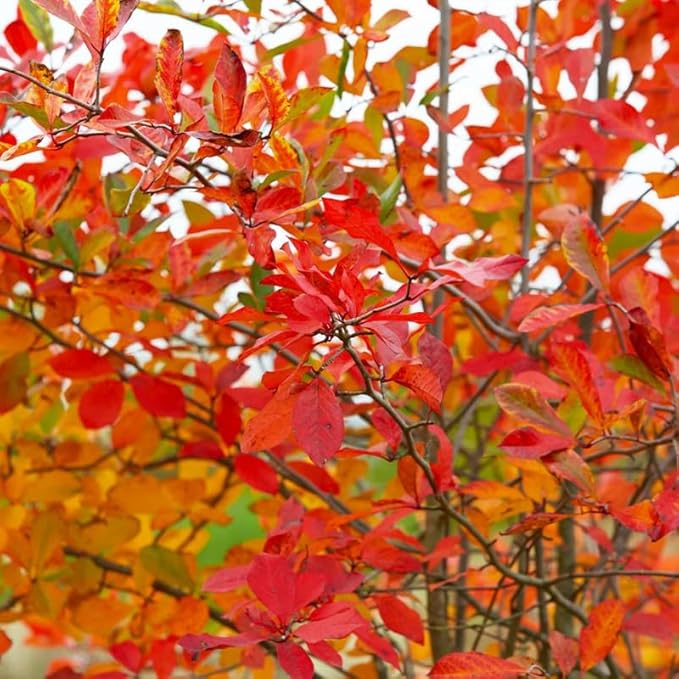 Serviceberry Live Plant, 12-18 Inch Tall Tree in Quart Pot, Edible Berry Tree and Ornamental Shrub for Garden or Landscape