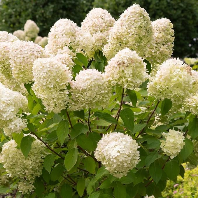 Hydrangea Plant Live, Lime Hydrangea Tree Live Plants, Dormant, 5 to 7 Inc Tall for Growing