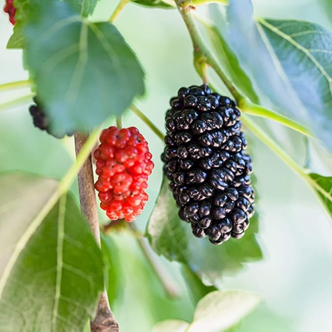 Everbearing Mulberry Tree - 5 Live Plants in 4 Inch Pots - Edible Fruit Tree for The Patio and Garden