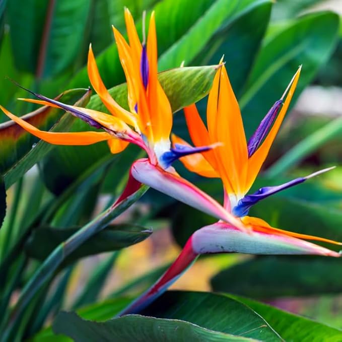 Bird of Paradise Plant Live, 5" to 12" Tall, Established Roots, Strelitzia Reginae Live Plant Houseplant Indoor Outdoor (Orange)