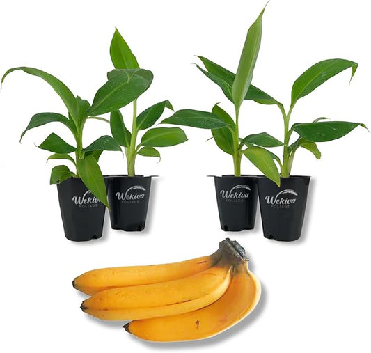 Lacatan Banana Tree - 4 Live Starter Plants - Musa - Edible Fruit Bearing Tree for The Patio and Garden