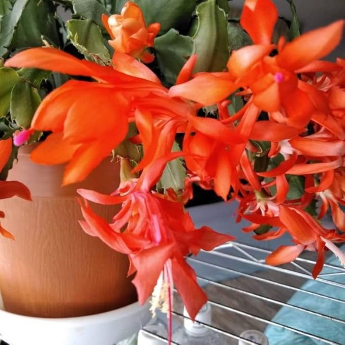 Christmas Cactus Plants Live, Thanksgiving Cactus Easter Cactus Like, 4-8 Inc Tall, Cold Hardy, Holiday Cactus for Indoor Outdoor Planting, Starter Size (Orange)