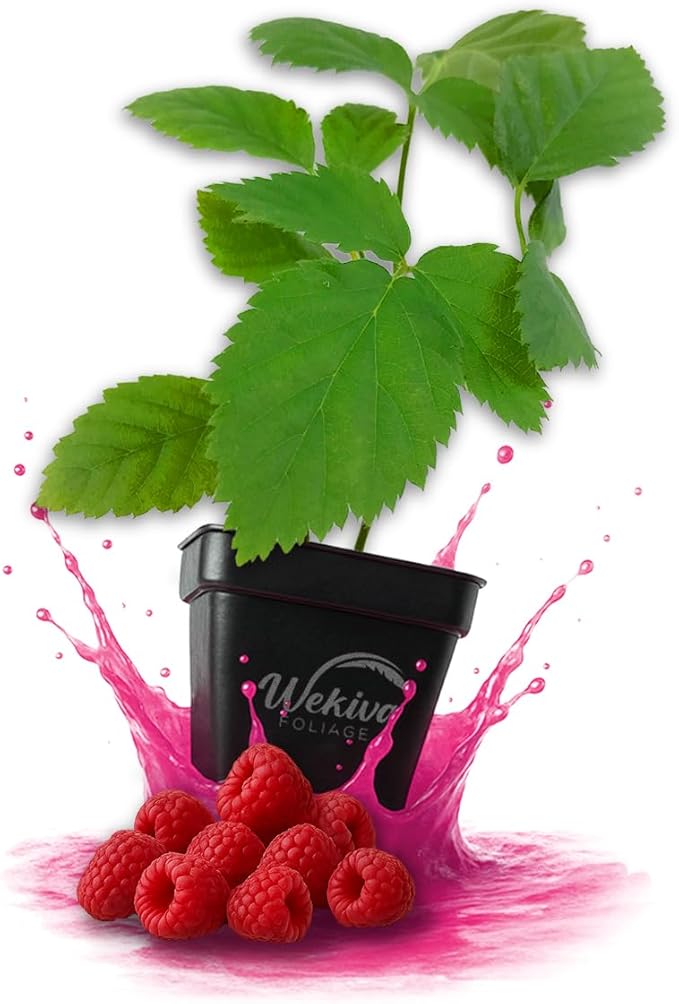 Nantahala Raspberry Bush - 1 Live Plant in a 3 Inch Growers Pots - Rubus Linnaeus - Edible Fruit Bearing Bramble Shrub for The Patio and Garden