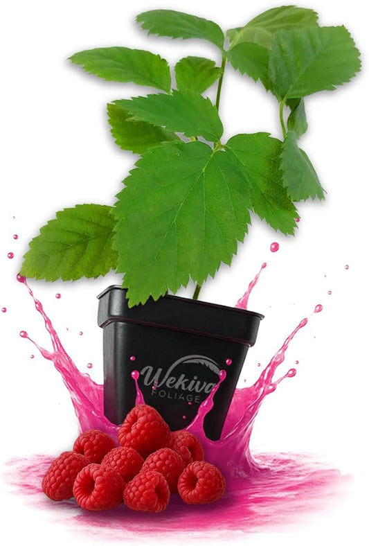 Nantahala Raspberry Bush - 4 Live Plants in 3 Inch Growers Pots - Rubus Linnaeus - Edible Fruit Bearing Bramble Shrub for The Patio and Garden