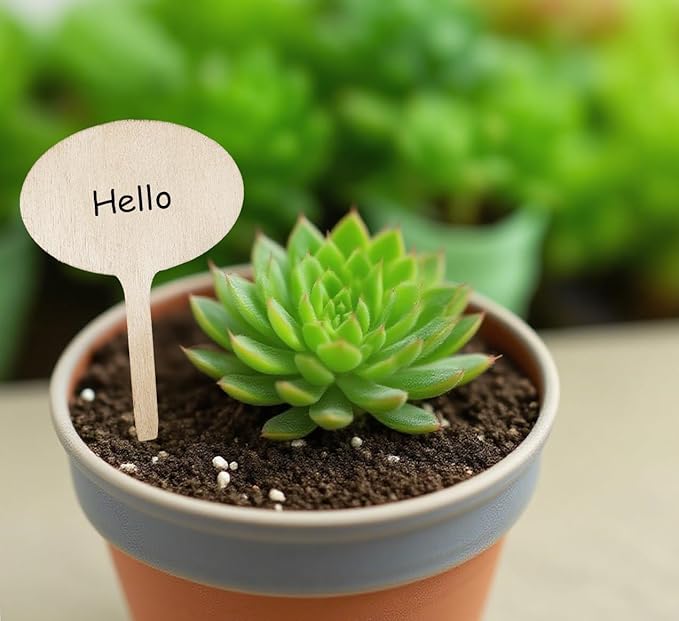 100 Pcs Wood Plant Labels, Natural Wooden Plant Marker Garden Sign Tags, Oval Type Garden Markers for Succulents, Herbs, Seedlings, Potted, Flowers, Vegetables (Oval)