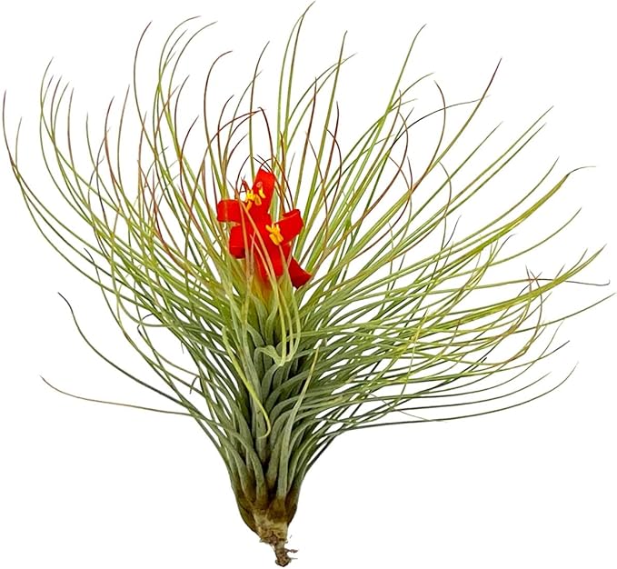 ragnaroc Air Plants - Tillandsia Andreana, Large 4-6" - 2ct - Live Arrival Gauranteed - House Plants for Home Decor & Gift