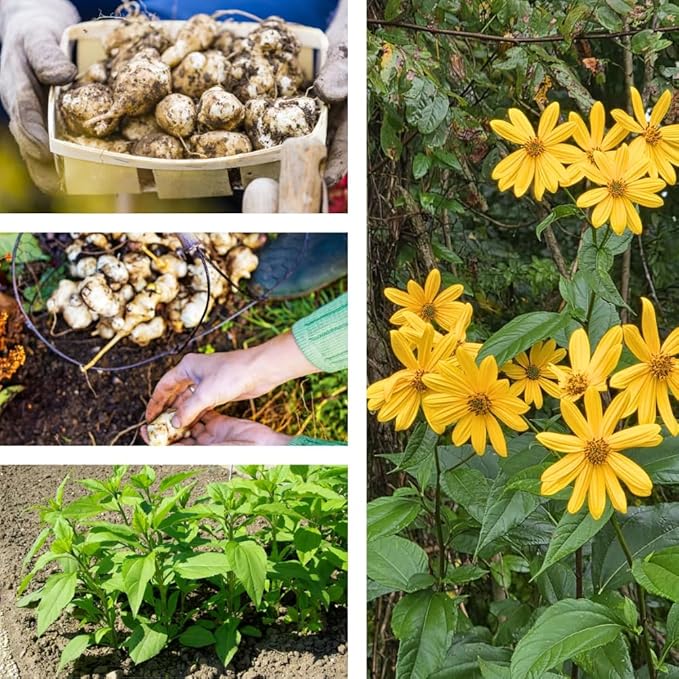 2 Lb Jerusalem Artichoke Live Tubers, Sunchoke Bulbs for Planting Gardening Indoor Outdoor