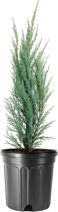 Blue Arrow Juniper | 2 Large Gallon Size Plants | Juniperus Scopulorum | Fast Growing Privacy Screen, Outdoor Evergreen Shrub, Narrow Columnar Shape, Low Maintenance Landscape, Drought Tolerant