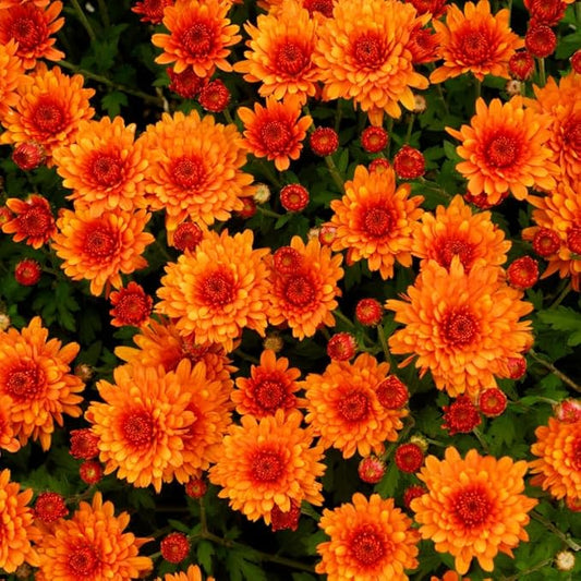 Pack 3 Orange Chrysanthemum Plants, Mums Plants Live, 3 to 6 Inch Tall Garden Mum Live Plant, Vibrant Fall Blooms, Hardy Chrysanthemum Flowers, No Pot