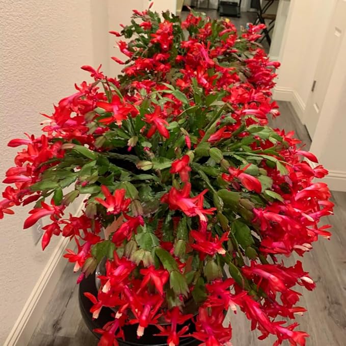 2 Red Christmas Cactus Plants, Thanksgiving Cactus 3-6 Inch Tall, Winter Succulents Flowers Container Hanging Basket Indoor Outdoor Planting