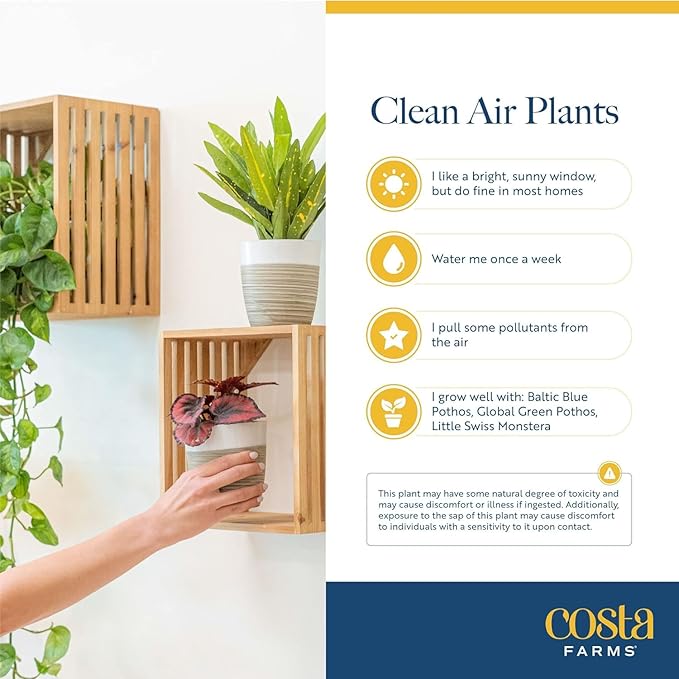 Costa Farms Live Indoor Plant Variety Pack in Plastic Pots, Easy to Maintain, Air Purifying Houseplants, Home, Room, or Office Decor, House Warming or Birthday Gift, 12-24 Inches Tall, Pack of 6