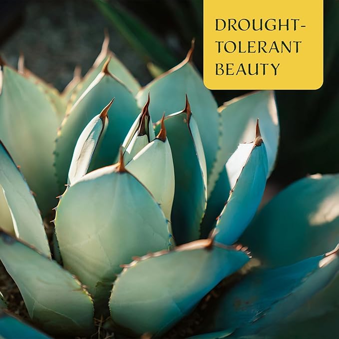 6 Agave Parryi | Live Succulents in 2.5-inch Nursery Cubes | Agave Parryi -truncata Variety | Easy-Care Drought-Tolerant Succulent | Featuring Striking Blue-Gray Compact Leaves for Xeriscapes and Home