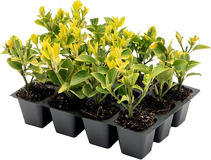 12 Golden Euonymus Shrubs | Live Plants in 2.5-inch Nursery Cubes | Japonica ‘Aureo-Marginatus’ Variety | Easy-Care Evergreen | Variegated Yellow-Green Foliage | Hedges & Shrubs for Home & Garden