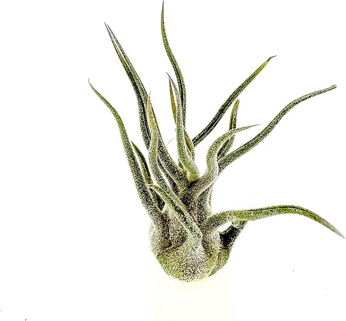ragnaroc Air Plants - Tillandsia Pruinosa, Large 3-5" - 2ct - Live Arrival Guaranteed - House Plants for Home Decor & Gift