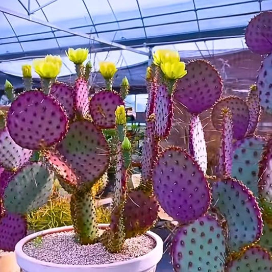 Live Purple Prickly Pear Cactus Plants, Hardy Perennial Succulents Plant, 3.5 Inch Pot for Outdoor Garden