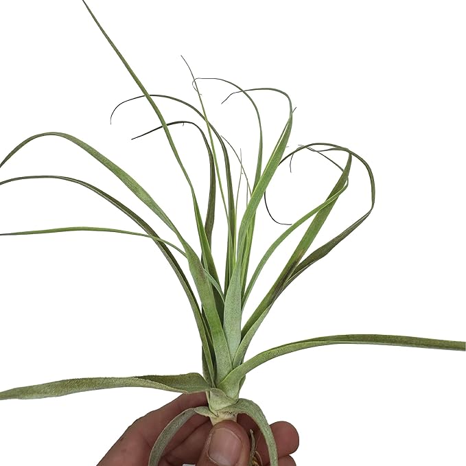 ragnaroc Air Plants - Tillandsia Straminea Jumbo 6-9" - 5ct - Live Arrival Guaranteed - House Plants for Home Decor & Gift