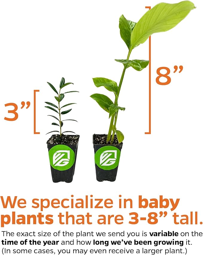 Auntie Lilli's™ South Sea Salad BeLe Tree - Abelmoschus Manihot - Wellspring Gardens Starter Plant - Edible Greens & Hibiscus Like-Flower Live Plant - Indoor & Outdoor Growing & Planting for Garden