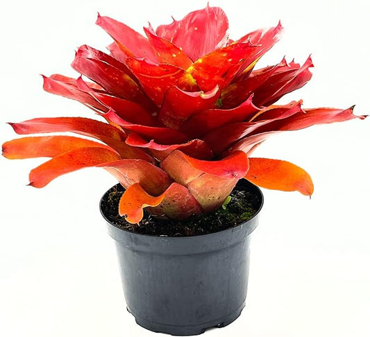 ragnaroc Live Plants – Bromeliad Neoregelia Lamberts Pride, 8-12" in 6" Pot - 1ct - Live Arrival Guaranteed - House Plants for Home Decor & Gift
