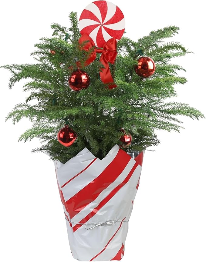 Costa Farms Norfolk Island Pine, Live Christmas Tree Plant in Holiday Gift Wrap Pot, Includes Ornaments and Topper, Indoor Houseplant, Room, or Office Decor, Great House Warming, 16-22 Inches Tall