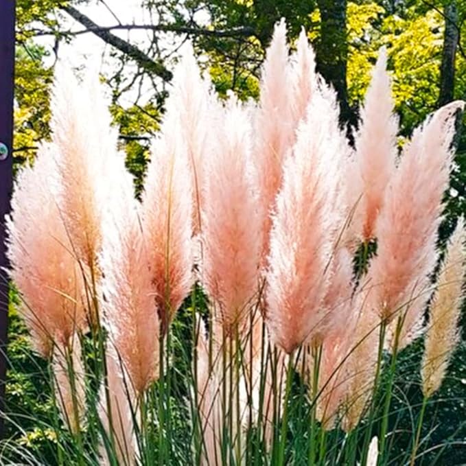 2 Pink Pampas Grass Plants Live, Ornamental Grasses Live Plants, 5 to 7 Inches Tall