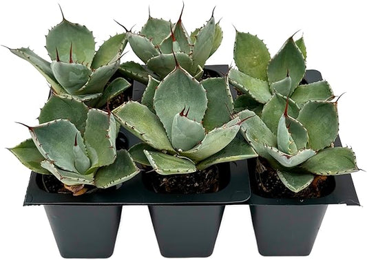 6 Agave Parryi | Live Succulents in 2.5-inch Nursery Cubes | Agave Parryi -truncata Variety | Easy-Care Drought-Tolerant Succulent | Featuring Striking Blue-Gray Compact Leaves for Xeriscapes and Home