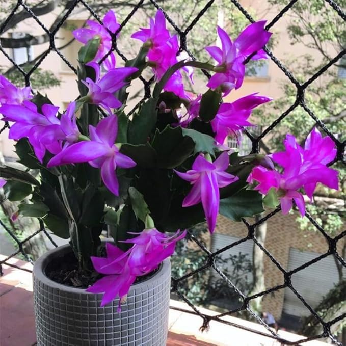 2 Purple Christmas Cactus Plants, Thanksgiving Cactus 3-6 Inch Tall, Winter Succulents Flowers Container Hanging Basket Indoor Outdoor Planting