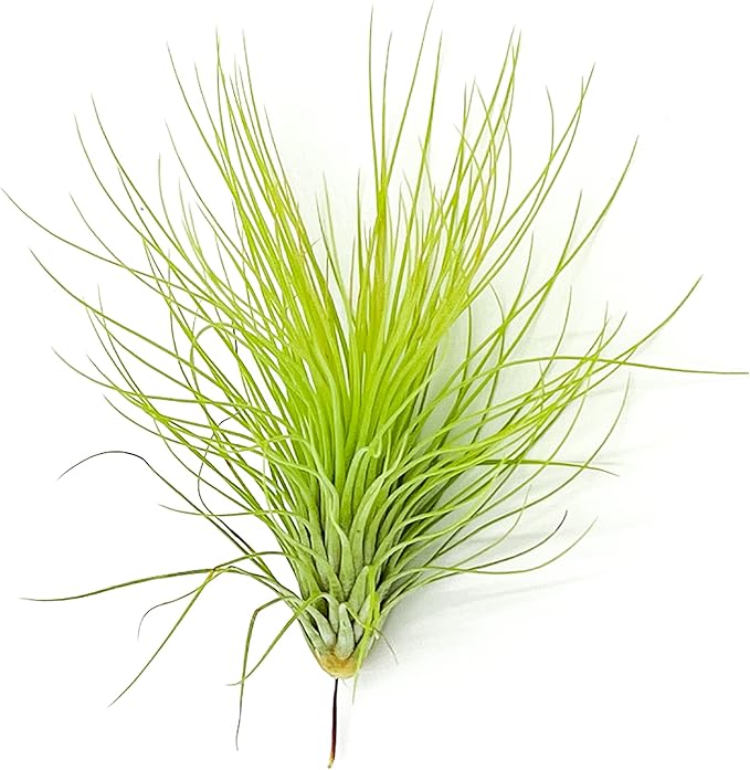 ragnaroc Air Plants - Tillandsia Andreana, Large 4-6" - 1ct - Live Arrival Gauranteed - House Plants for Home Decor & Gift