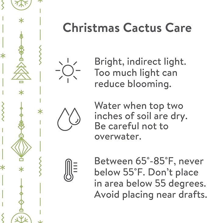 Green Circle Growers Live Christmas Cactus in 6-Inch Decorative Pot – Holiday Blooming Houseplant, Easy Care Indoor Décor