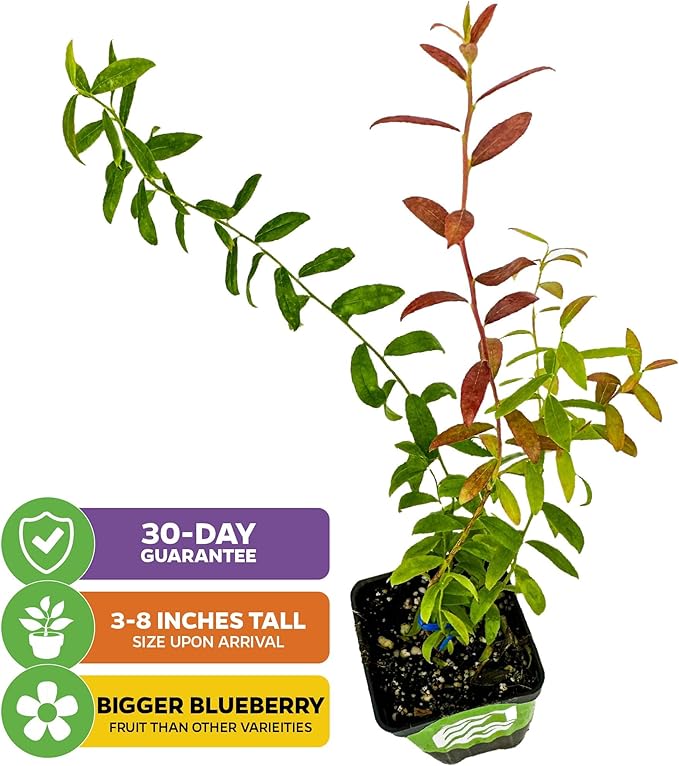 Wellspring Gardens Blueberries Live Plants - Blueberries Starter Plants - Garden Starter (Darrow 2-Pack, Blueberry)