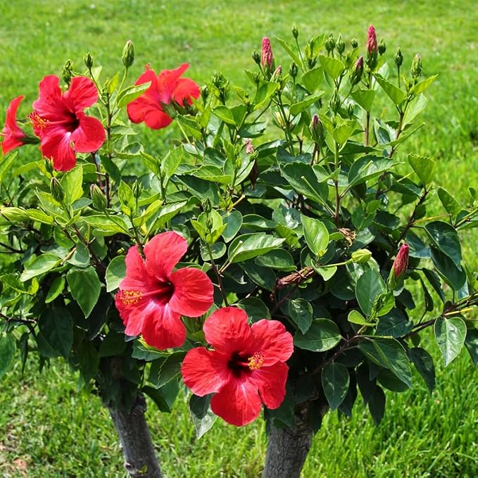 Red Hibiscus. rosa-sinensis. Live Plant - Tropical Blooming Hibiscus, Pretty Flowers, Used in Tea and Juice (2 red Hibiscus Cups)