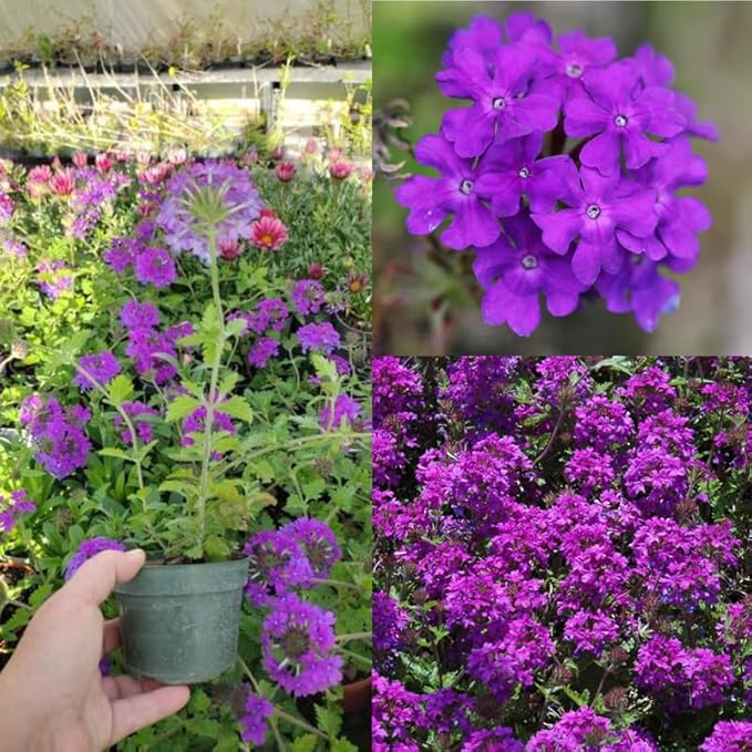 3 Trailing Perennial Purple Verbena Plants, 6-10 Inches Tall Verbena Bushes Shrubs, Well Rooted in Pot